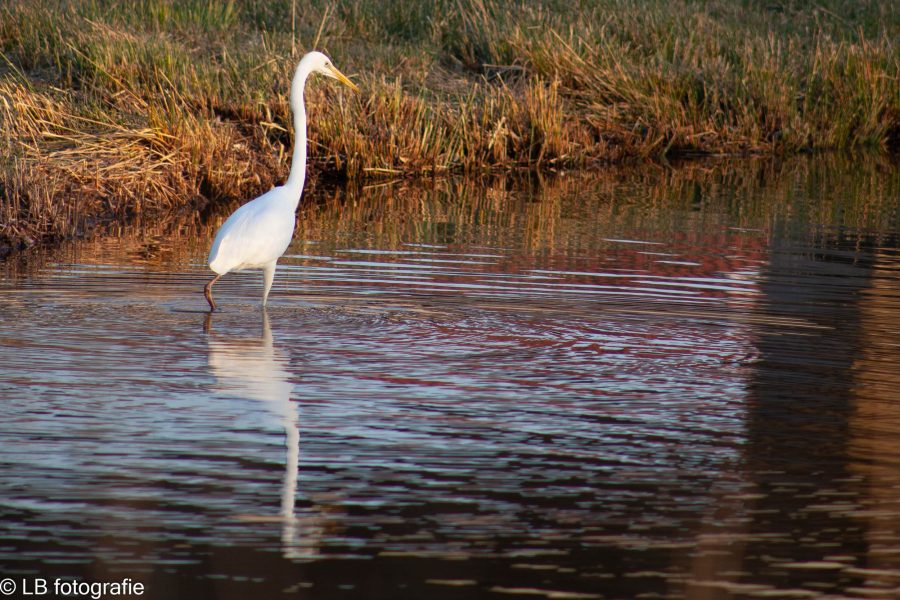 reiger