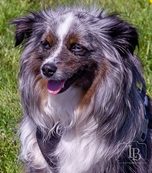 hond_agillity wedstrijd